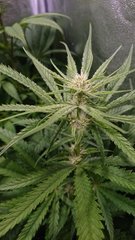 12/12+31 Amnesia Super Strains (S1) ?