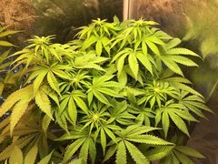 PiF QBmini LED 3000K Flo+15 VS