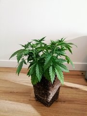 ML 10 sur Skunk XL