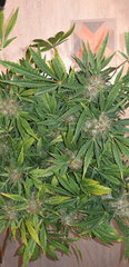 20200202_173656.jpg