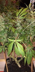 20200202_174132.jpg