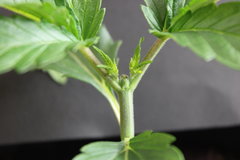 Super Skunk semaine 3CRO