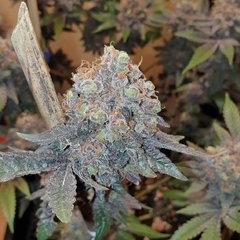 20200217_210502_crop_32