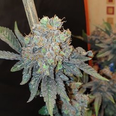 20200217_210602_crop_3.jpg