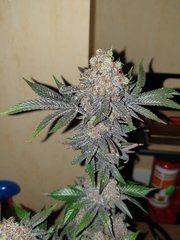 20200217_210906_crop_61