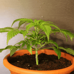 20200220_222340.gif