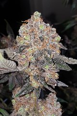 20200222_125420_crop_62