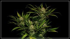 FLO+50 NL#5 HAZE .JPG