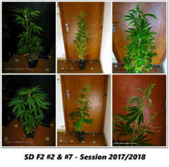 F2 SD #2 & #7 - Cro01.png