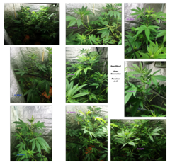 F4 SD (F3#1.3) - Novembre 2019 - Flo+17j.png