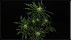 FLO+35 NL#5 haze.jpg