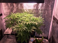 J+45 PouF 200W CFL Flo