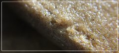 ice'Or macro.jpg