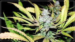 FLO+50 UK CHEESE#1 bud.JPG