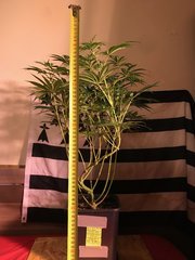 J+54 Flo + 8 PouF demande la corde !