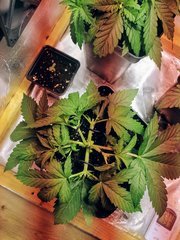 ML 10 - Skunk XL
