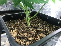 J+48 amendement hydro.