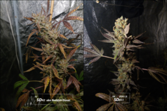 SD - Comparaison F2SD#2 et F4#11.png