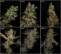 Mozaïque F4 SD (F3#1.3) - Flo +90 bud.JPG