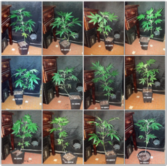 SD F4 2019 V2 - 20191013 - Cro +56 .png