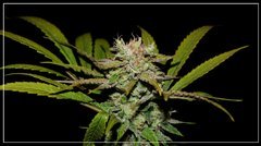 FLO+50 SENSI#32 bud .JPG