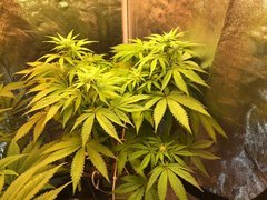 PiF Flo+17 Cro+49 Indica
