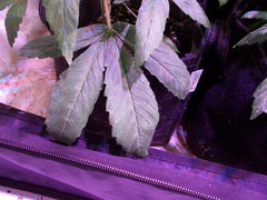 DSCN0388.JPG