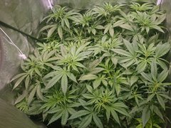 12/12 +15