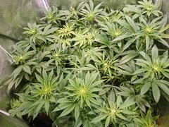 12/12 +18 ?