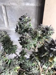 E9D342CA-BD41-40F5-9F69-CA8F0179862D.jpeg