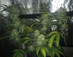 MAQUISARDE Flo+40