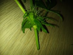 IMG_20200131_203602.jpg
