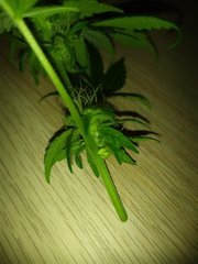 IMG_20200131_203629.jpg