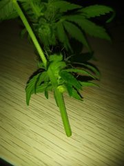 IMG_20200131_203723.jpg