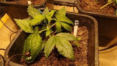 IMG_20200201_071800508_cleaned.jpg