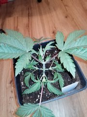 ML 10 - Royal cookie