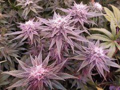 IMG_20200205_213145.jpg
