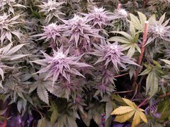 IMG_20200205_213201.jpg
