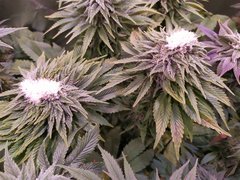 IMG_20200205_213216.jpg