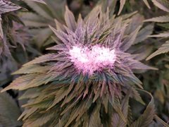 IMG_20200205_213221.jpg