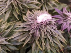 IMG_20200205_213229.jpg