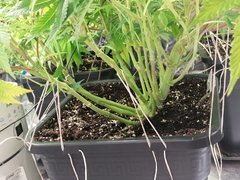 IMG_20200210_225915.jpg