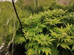 IMG_20200210_230338.jpg
