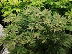 IMG_20200210_230456.jpg