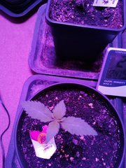 IMG_20200210_230520.jpg