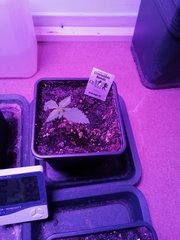 IMG_20200210_230527.jpg