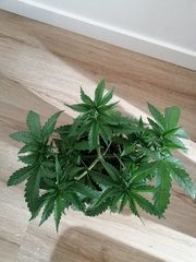 ML 10 - Sweet zkittlez