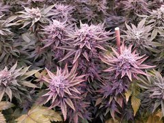 IMG_20200221_212135.jpg