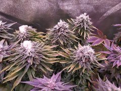 IMG_20200221_212204.jpg