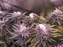 IMG_20200221_212212.jpg